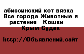 абиссинский кот вязка - Все города Животные и растения » Кошки   . Крым,Судак
